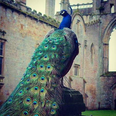 newstead-abbey.jpg