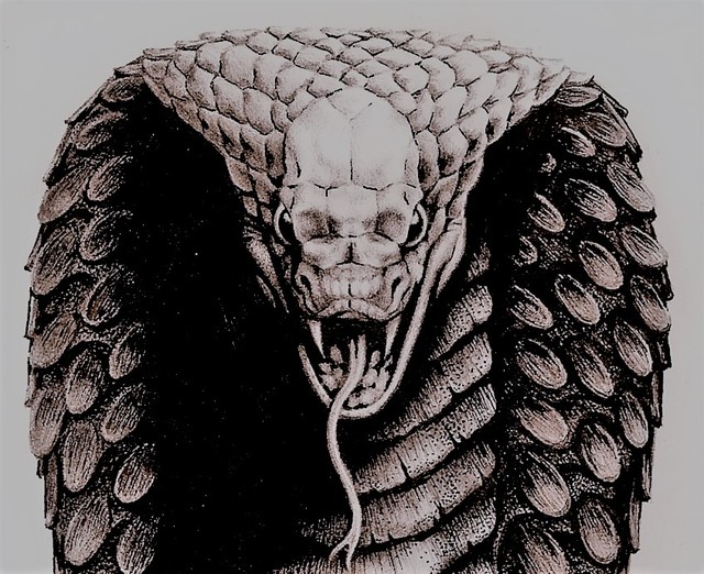 cobra.jpg