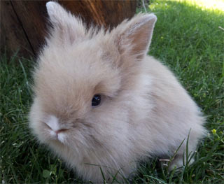 Fawn-Lionhead-Rabbit.jpg