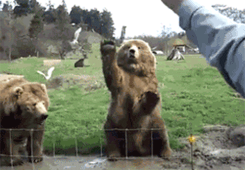 94192-12-Reasons-Why-Bears-Are-The-Absolute-Worst.gif