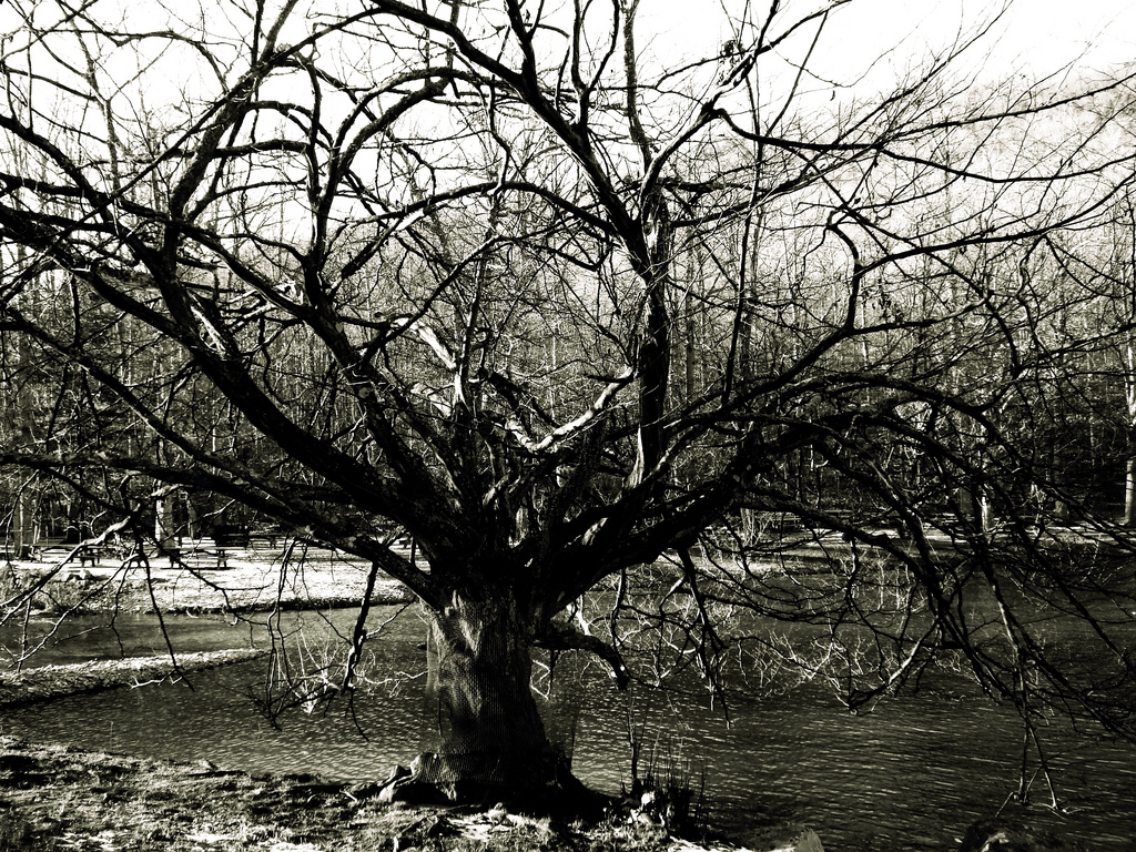 angry-tree.jpg