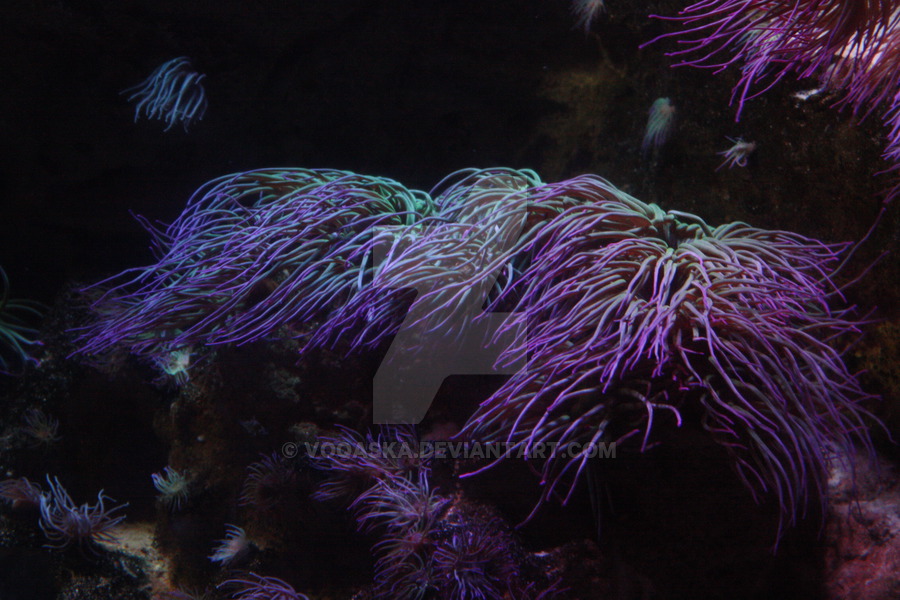 anenome_by_voqaska-dac9678.jpg