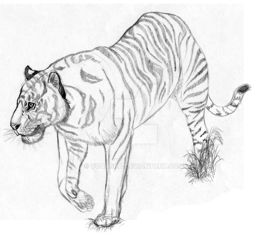 sumatran_tiger_upgrade_by_voqaska-d79z7ne.jpg