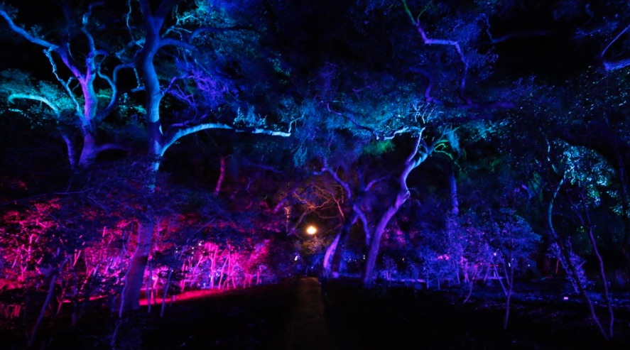 colored-pathway-enchanted-forest.jpg
