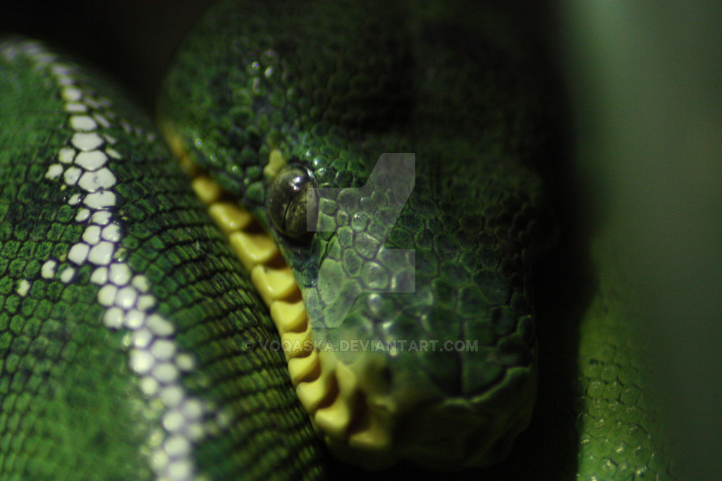 emerald_tree_boa_02_by_voqaska-dac9423.jpg