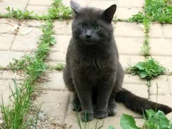 cat-found-Charlemagne-gr.jpg