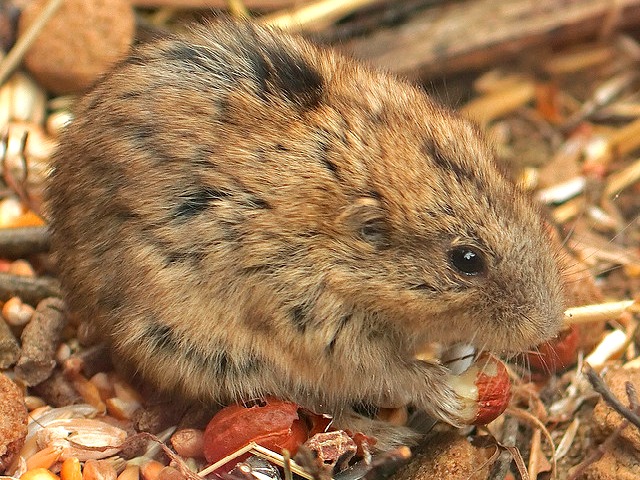 Lemming_diet.jpg