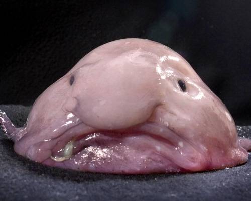 blobfish.jpg