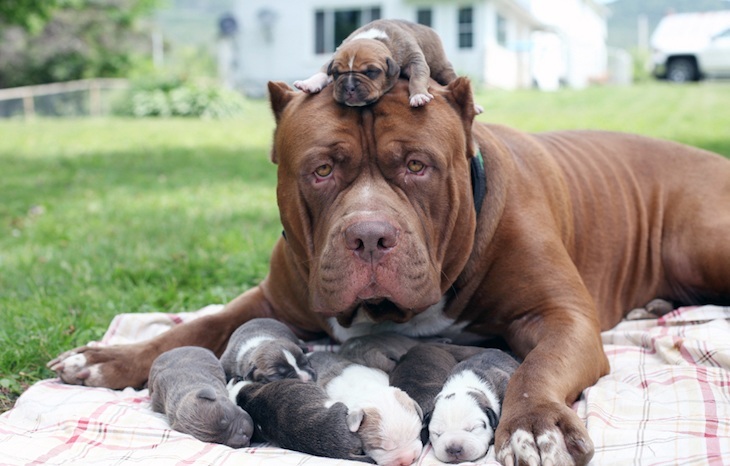 How-Many-Puppies-Can-A-Pitbull-Have.jpg