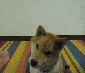 giphy.gif