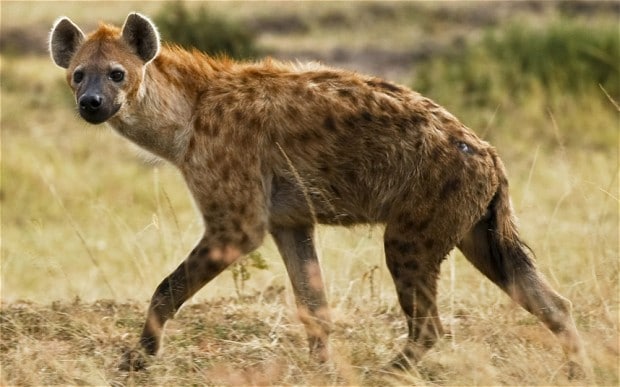 Hyenas_2332980b.jpg