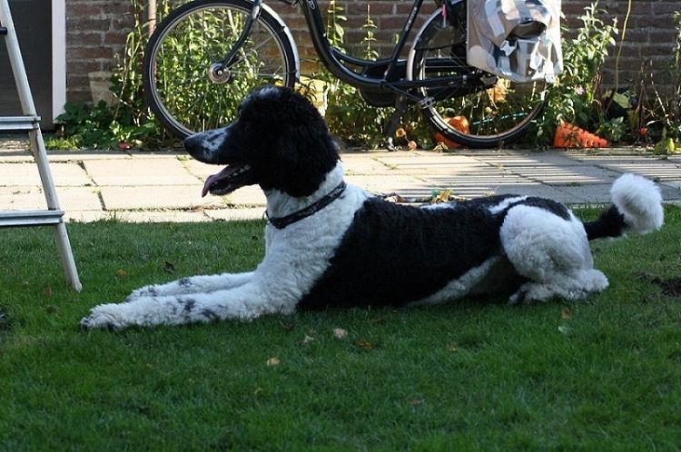 honden-oktober-2011-061.jpg
